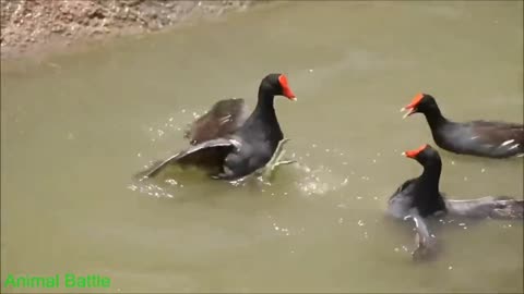 Birds fight on river