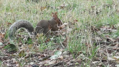 squirrel picking food