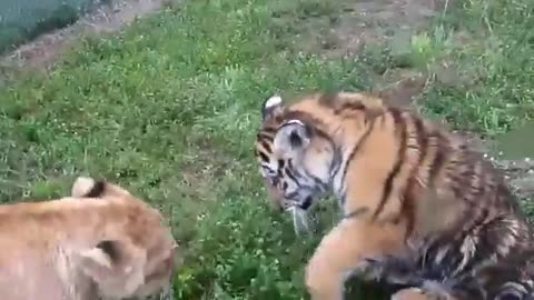 TIGER vs LION Real Fight video-jungle | Tiger vs Lion Fight | Lion Fight