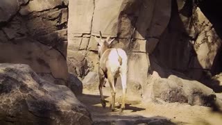 Young Ram Walking In The Zoo