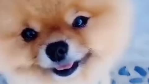 Cute and funny dog videos