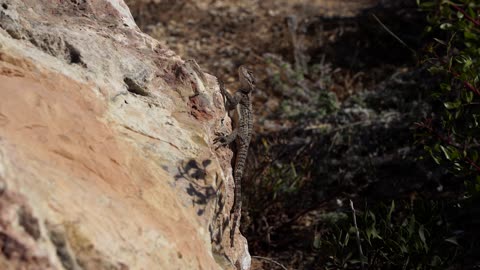 Lizard on the stone