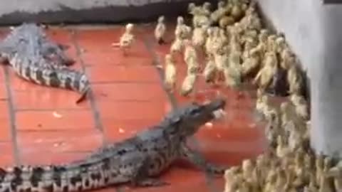 Crocodile eats live baby ducks