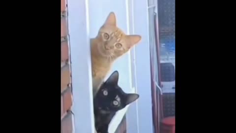 Best Funny Animal Videos Of The 2021-2022 try not to laugh