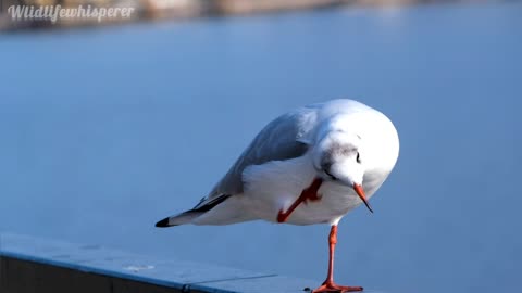 "Avian Ballet: Nature's Dance with Storks, Swans, and More"