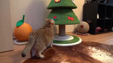 CHRISTMAS FOR A CAT