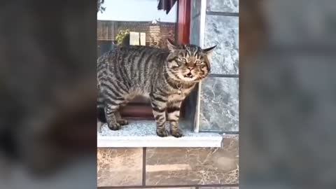 Funny cat videos compilation