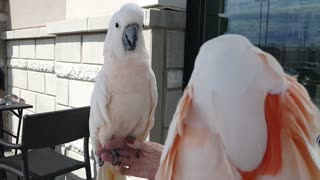 Seeing Double - Two Cockatoos Meet Each Other for the First Time