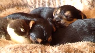 Baby Duck & Puppies