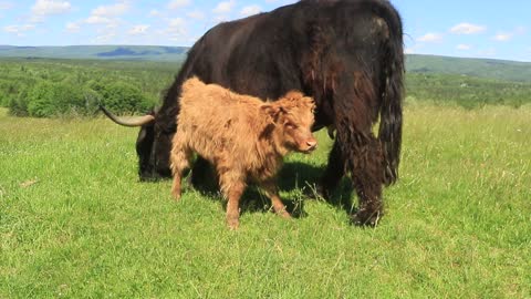 Peggy the Highland Heifer sips the last few drops