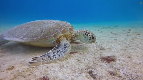 Green sea turtles at The Salt Pier shore dive in Bonaire! Eating and surfacing for air