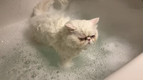 Kitty taking a bubble bath