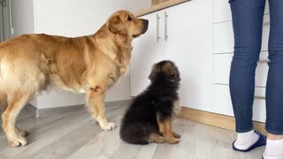 My Dog Teaches My German Shepherd Puppy How to Beg