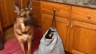 Dog Keeps Kitty Off Counter