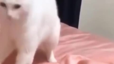 Cute Cat Dancing