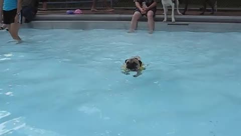 Pug swimming in Pool