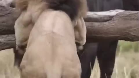 Buffalo back fight lion