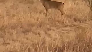 West texas buck—Tall