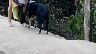 Helpful Doggy Collects Drying Carpets