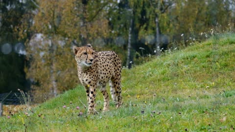 A prairie cat lives in a quiet world far from trouble and noise hgh