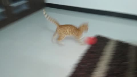 Kitten adorably practices football tricks with a balloon