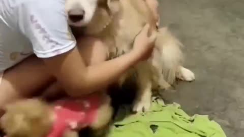 Funny videos, funny animals Hub, funny cats and dogs reactions, 🐕😄😆🤣😂, performance 🤣funny 🐕😄.mp4
