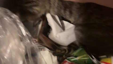 Foster Kitten Snags Trash Pizza