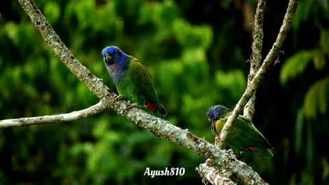 The Most colourful Birds in 4K