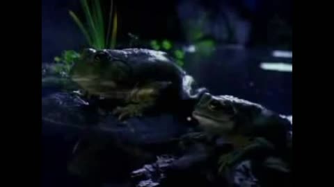 Budweiser's new frog commercial! (parody)