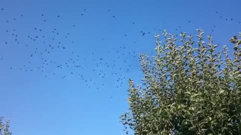 Amazing Flock Of Birds Synchronization