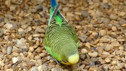 Wonderful and cute parrot 😁😍🤣