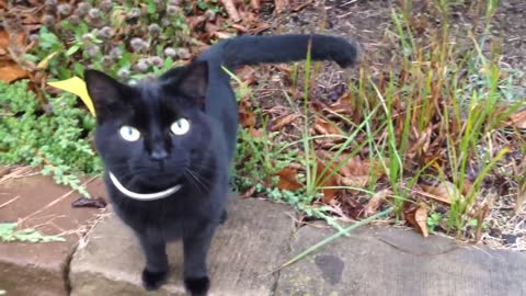 A Very Talkative Friendly Black Cat