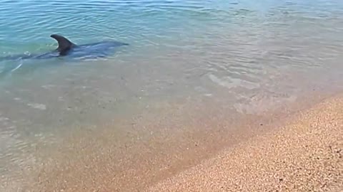 Dolphin is trying to catch fish