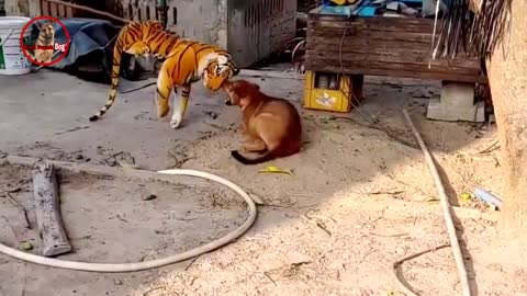 Troll Prank dog & fake Lion and Fake Tiger Prank To dog | Videos Troll 2021