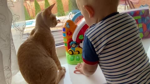 Cavalier King Charles is over the moon about new Ragdoll Kitten