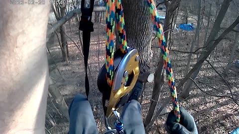 Petzl ID Tree Climbing