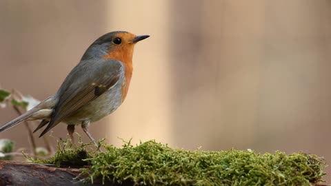 Charming American Robin Birds Royalty-Free Wildlife Video (Free Stock Video)