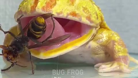 Giant frog
