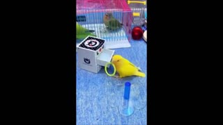 Funny Animal Videos