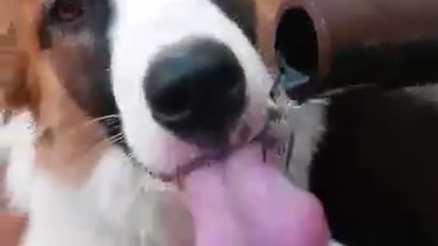 Adorable dog drinking water