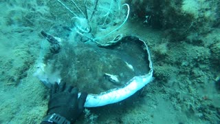 Swimmer Gives Tangled Stingray A Second Chance