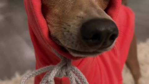 Super cute dog showing off his winter clothes