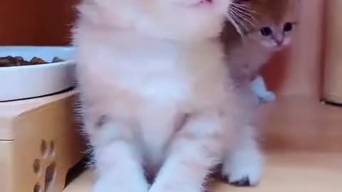 OMG Cute Cat Confuse