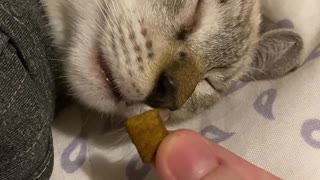 Waking a Cat Using a Treat