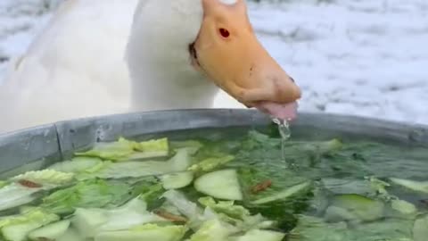 Ducklings feeding too cute