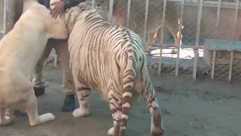 Tiger and Lion love cuddling this man