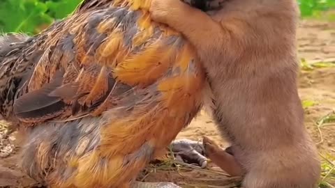 Friendship / A puppy and chicken. A beautiful moment 💖