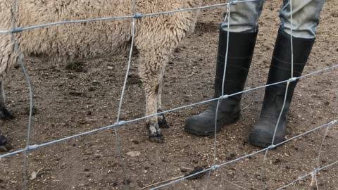 Loving Lamb Hooves for Her Human