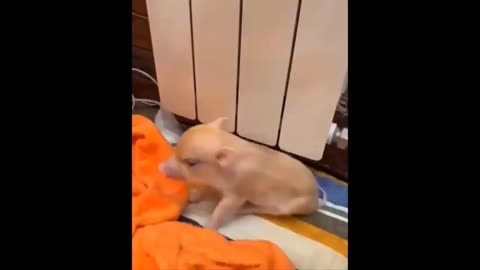 Cute Baby Animals Videos Compilation _ Funny and Cute Moment of the Animals - Cutest Animals