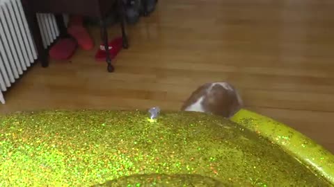 Puppy Surprised with Giant Golden Rubber Duck!